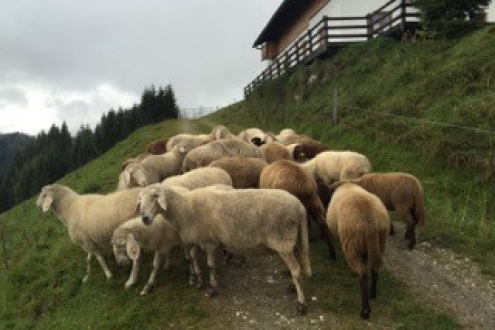 Unsere Bergschafe