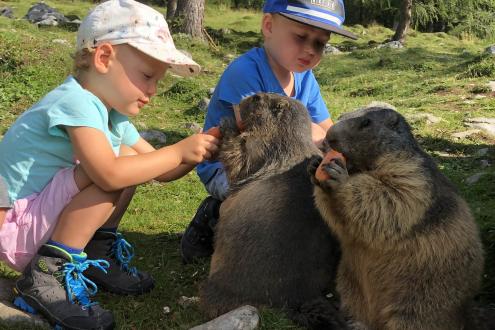 Auf der Murmeltieralm ...